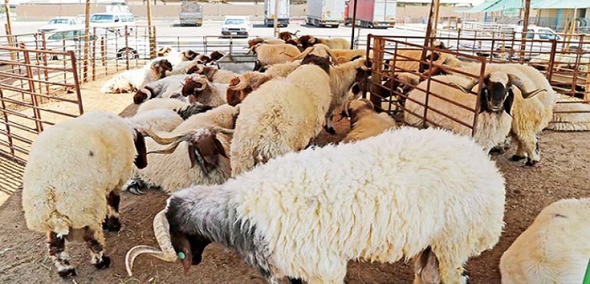 المواصفات تكثف جولاتها على موازين بيع الأضاحي