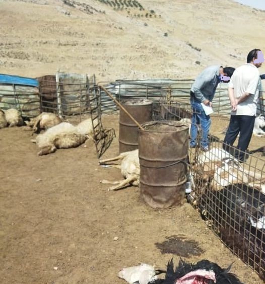 التحقيق بنفوق عدد من المواشي لدى احد المواطنين في محافظة الكرك